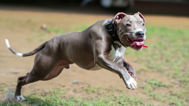 Tudo sobre o cachorro Pitbull