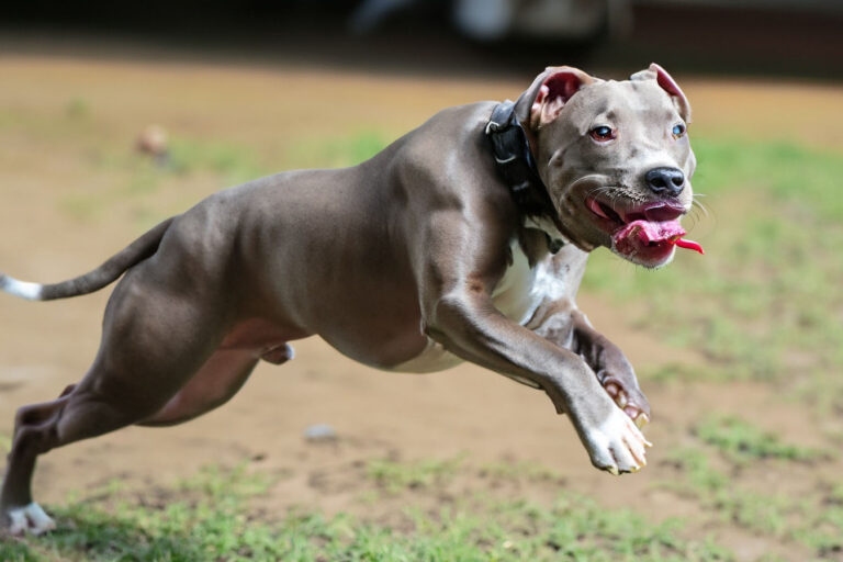 Tudo sobre o cachorro Pitbull