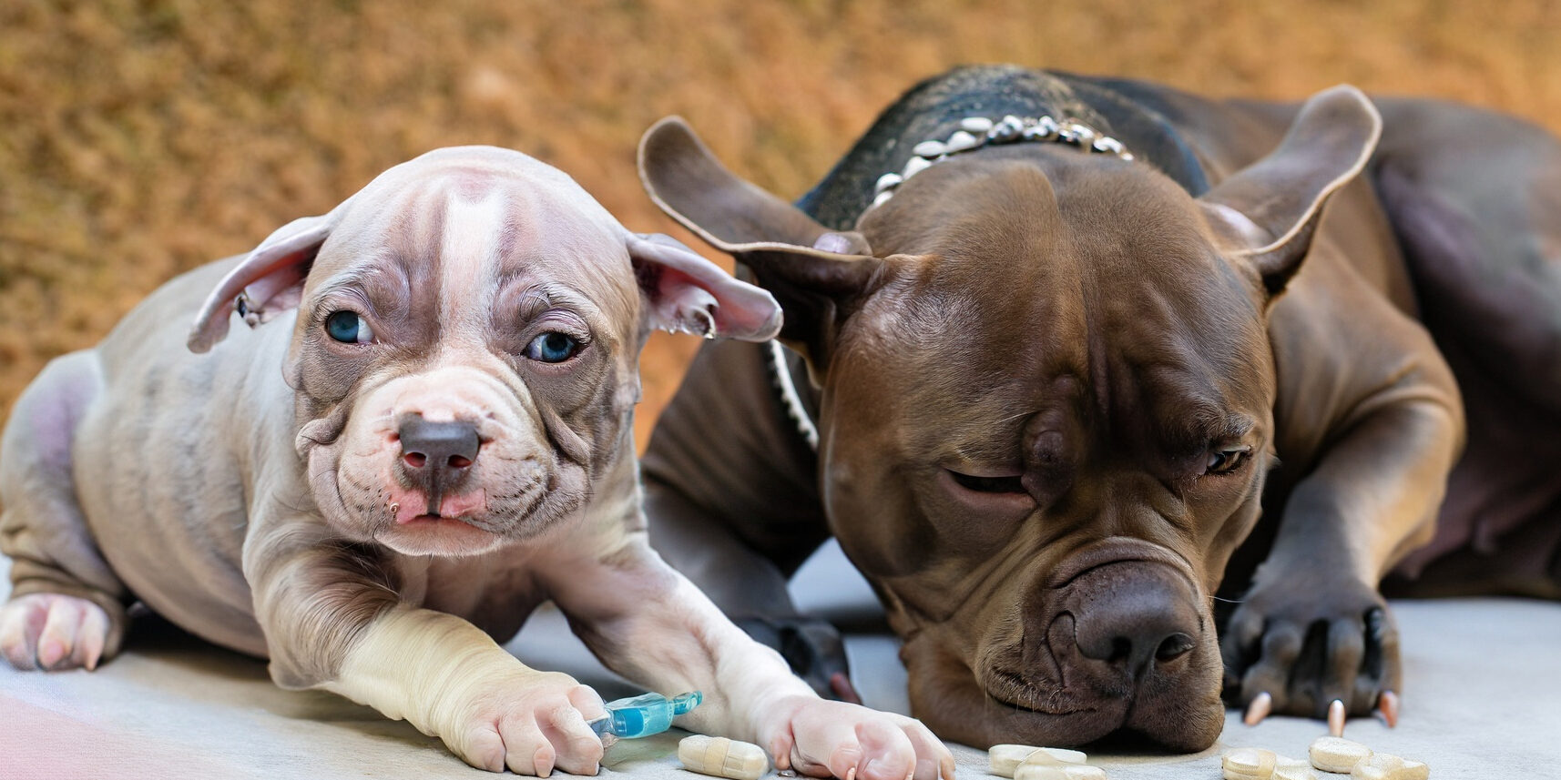 Vermífugo para Cães e filhotes Vermífugo para Cães e filhotes