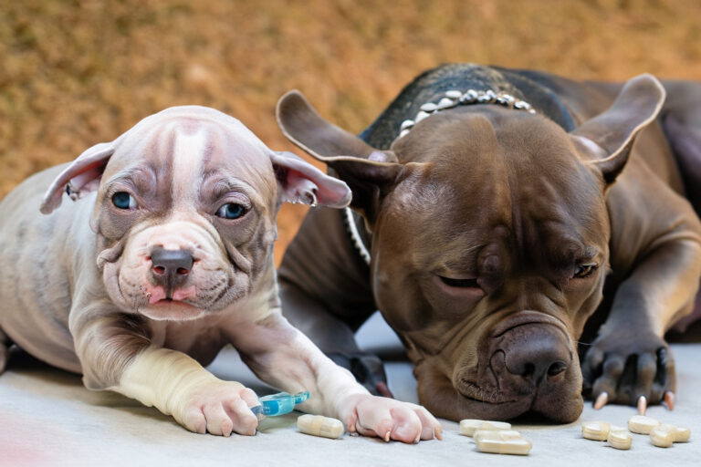Vermífugo para Cães e filhotes