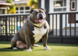 como prevenir a obesidade no meu American Bully