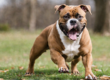Proteja o Coração do seu American Bully
