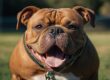 American Bully
