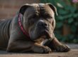 Como lidar com a ansiedade de separação no seu American Bully