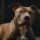 Dicas para um Pit Bull Calmo e Equilibrado